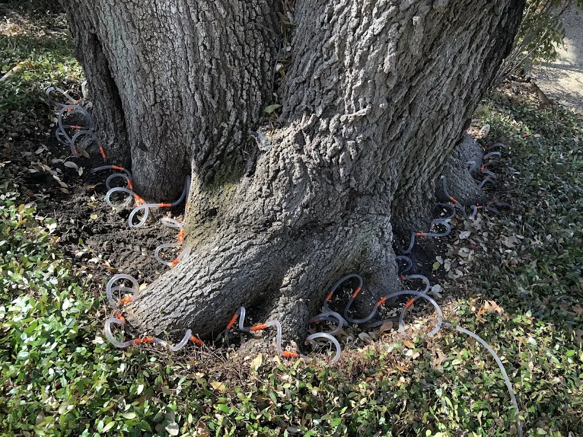 Detailed Tree Cabling and Bracing job site in Livingston Manor