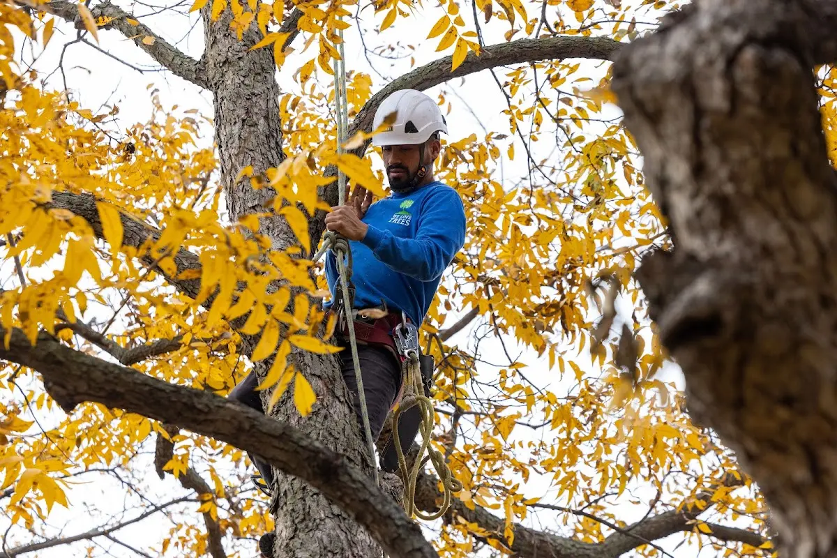 Skilled Tree Pruning crew working in Livingston Manor